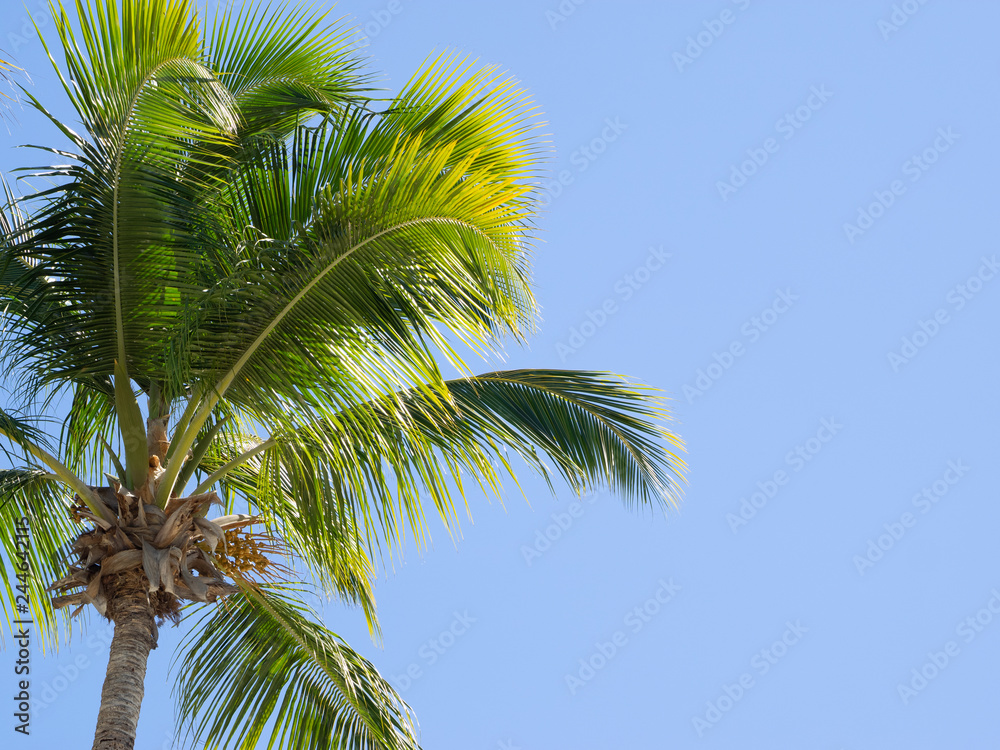Palm branch against the blue sky.