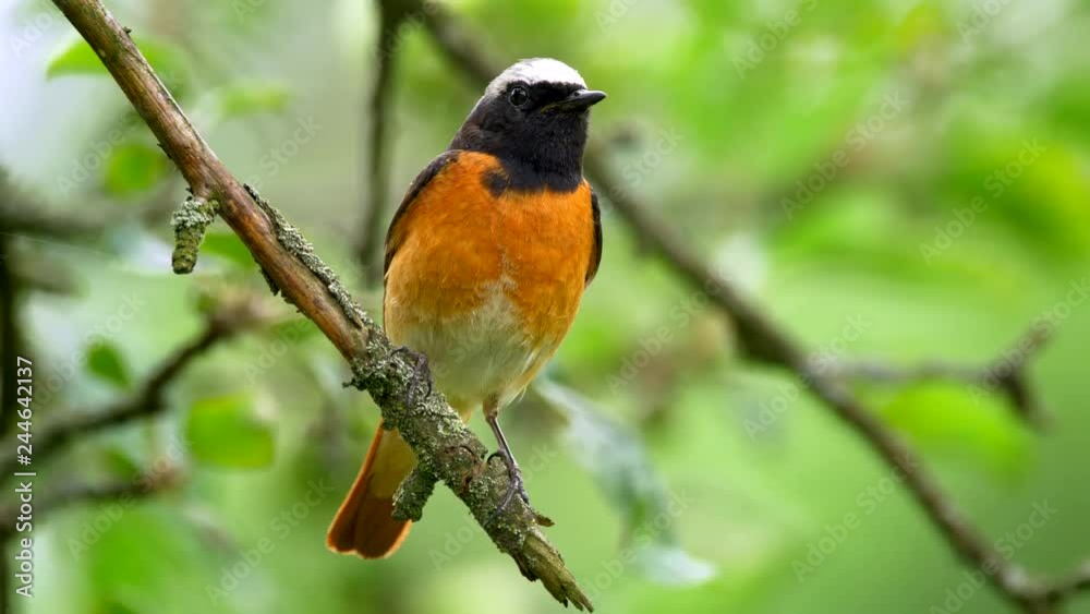 Common redstart (Phoenicurus phoenicurus) perched on a twig Common redstart (Phoenicurus phoenicurus) perched on a twig