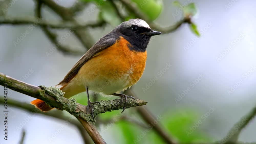 Common redstart (Phoenicurus phoenicurus) perched on a twig Common redstart (Phoenicurus phoenicurus) perched on a twig
