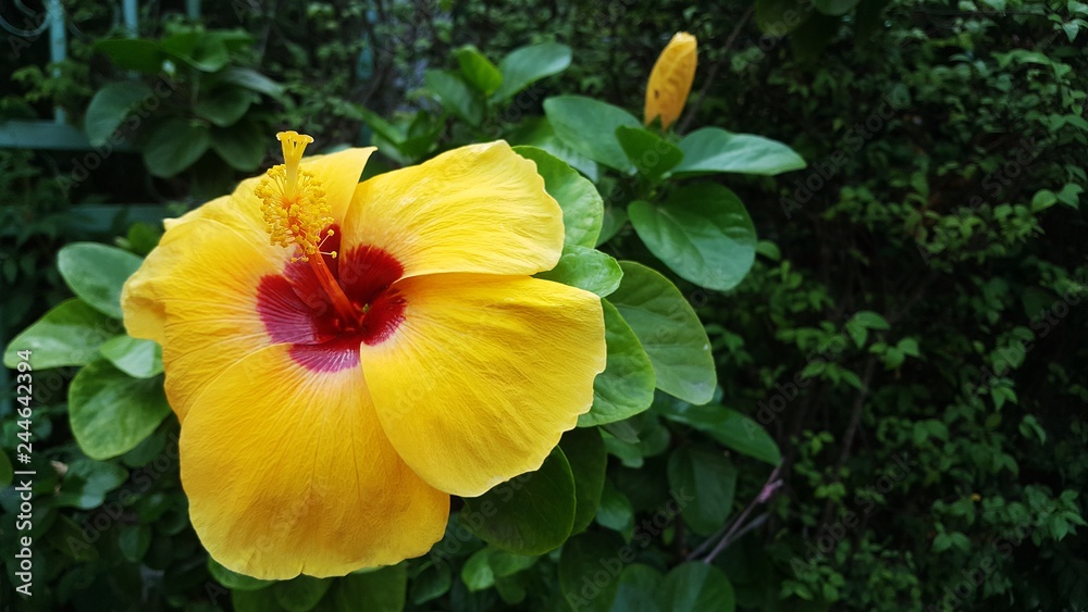 Yellow hibiscus. Hibicus hybrid. yellow flower