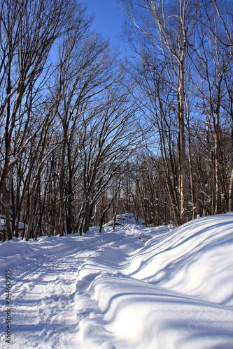 森林公園の冬景色