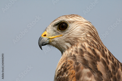 Portrait of Red-shouldered Hawk, Buteo lineatus, in Everglades National Park, Florida.