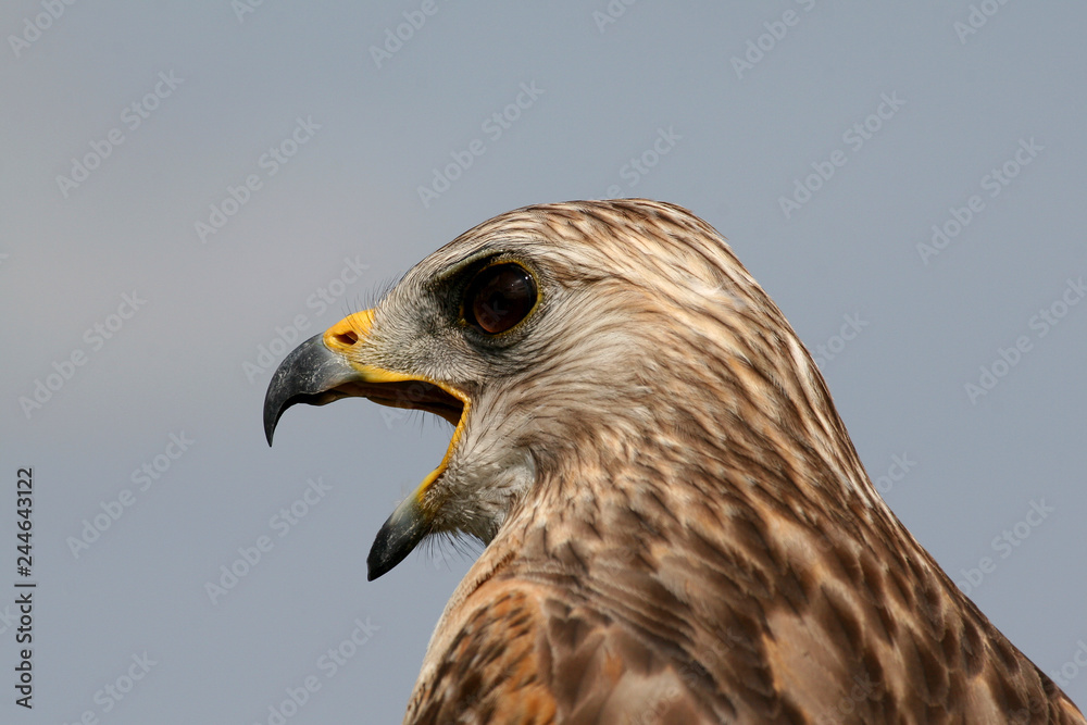 Portrait of Red-shouldered Hawk, Buteo lineatus, in Everglades National Park, Florida. Portrait of Red-shouldered Hawk, Buteo lineatus, in Everglades National Park, Florida.