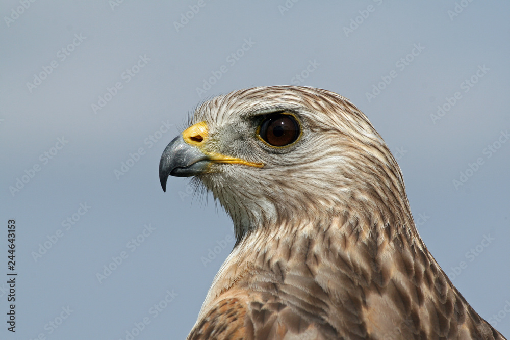 Portrait of Red-shouldered Hawk, Buteo lineatus, in Everglades National Park, Florida. Portrait of Red-shouldered Hawk, Buteo lineatus, in Everglades National Park, Florida.