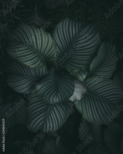 Dark green tone tropical plant background.