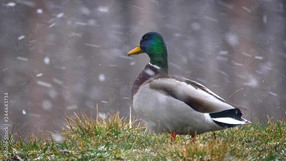 Wild duck mallard (Anas platyrhynchos) in snowfall Wild duck mallard (Anas platyrhynchos) in snowfall