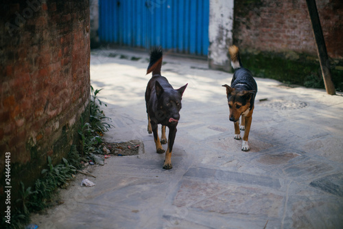 Nepal Dogs