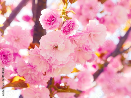 Sakura spring flowers. Spring blossom background. Beautiful nature scene with blooming sakura tree. Japanese garden. Sunny day. Abstract blurred background.