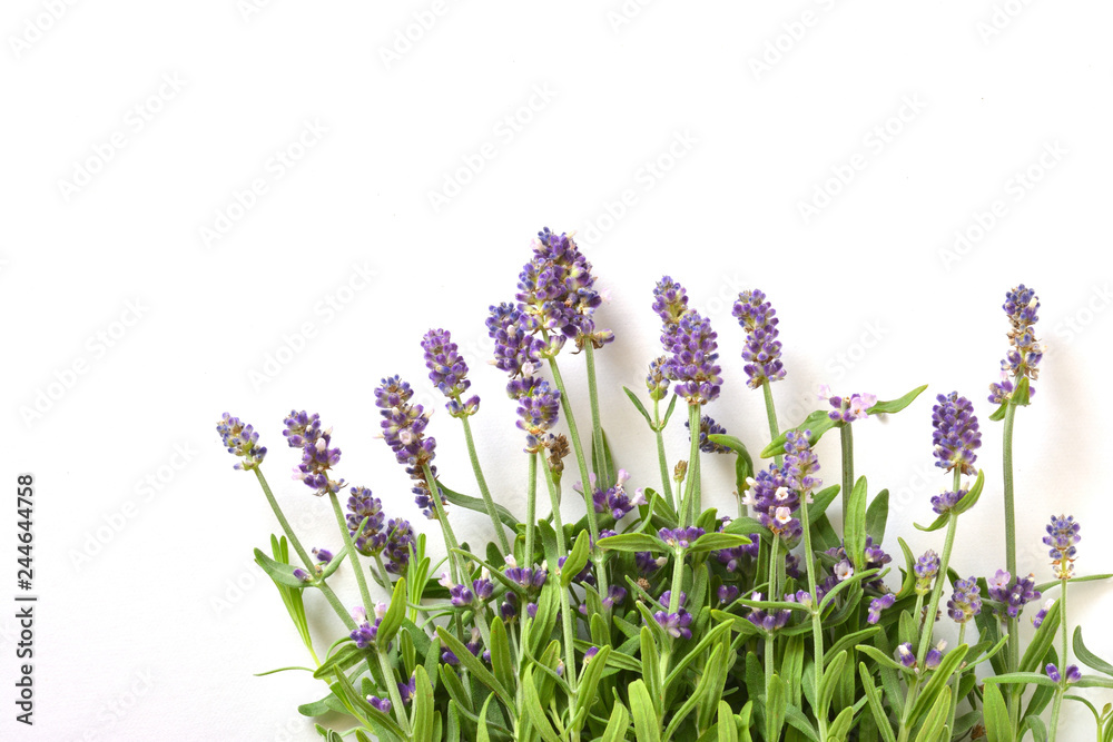 Obraz premium Lavender on a white background 