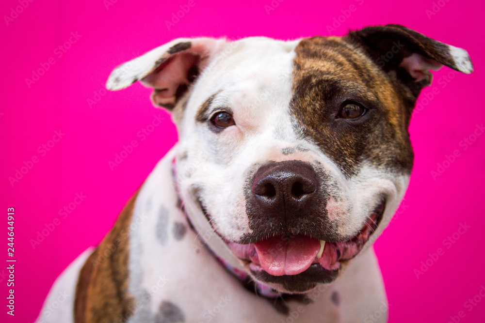 Cute Staffordshire bull terrier sits smiling in front of a bright pink wall.
