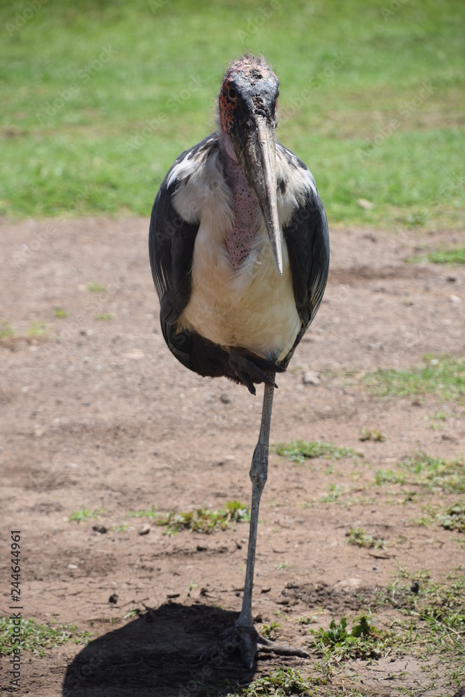 Obraz premium Maribou stork