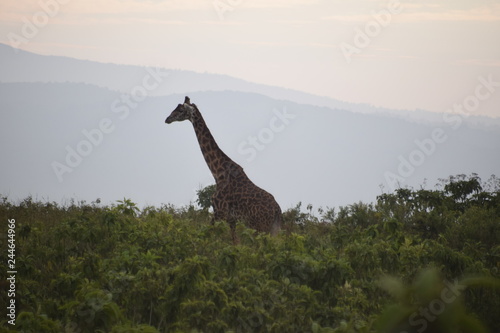 Canvas Print giraffe in savannah