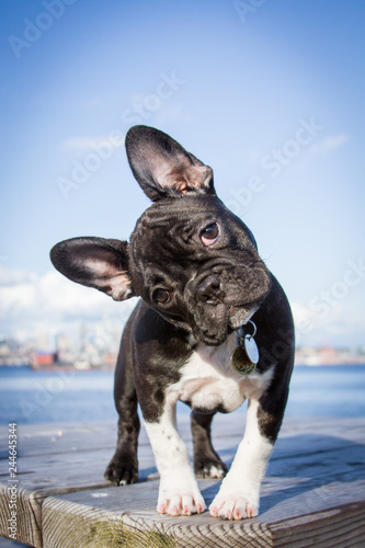 French bulldog puppy stands looking at the viewer with her head tilted.
