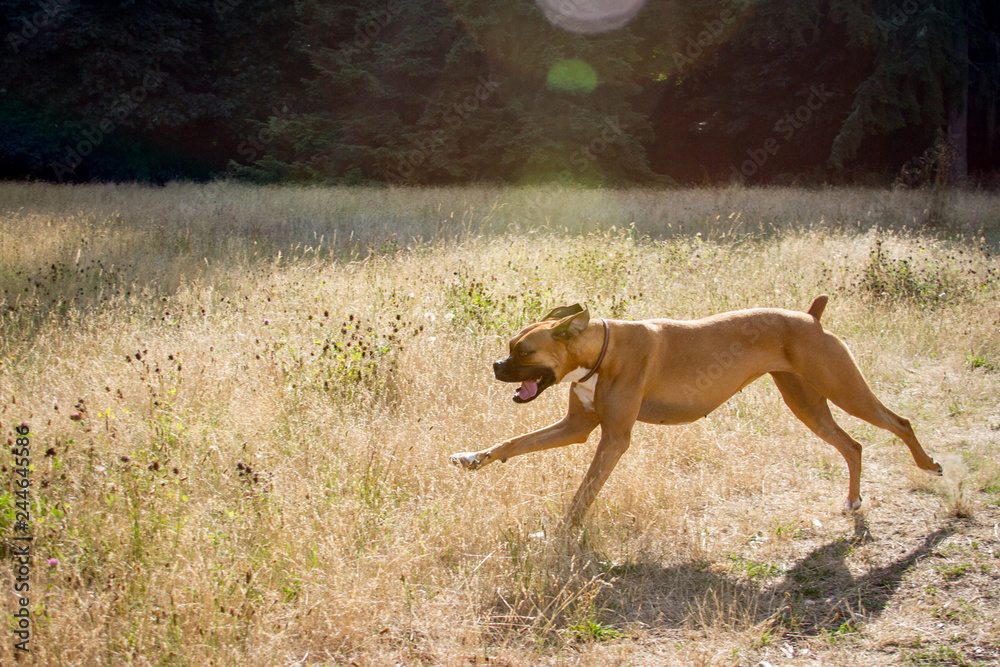 Boxer dog runs through a field of dry grass. Boxer dog runs through a field of dry grass.