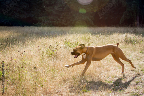 Boxer dog runs through a field of dry grass.