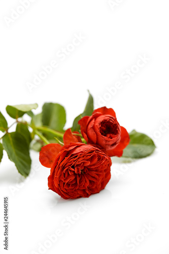 Fototapeta Naklejka Na Ścianę i Meble -  Valentines day red rose with leaves