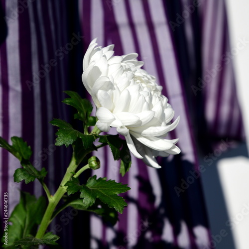 和風背景素材、白菊と昔の着物
