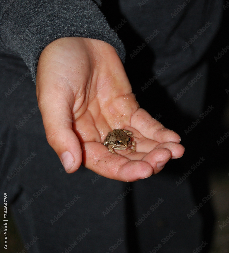 Frog on palm boy