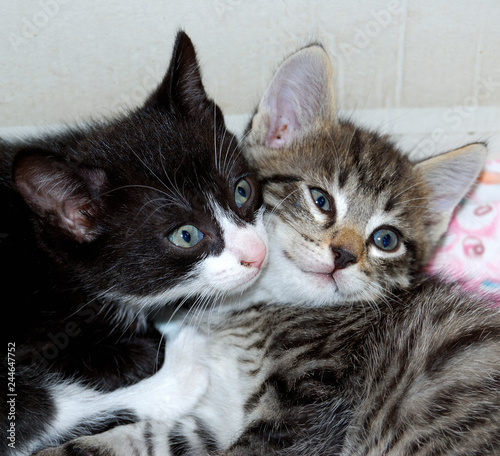 Black and gray kitten resting
