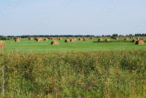Siberian hay field