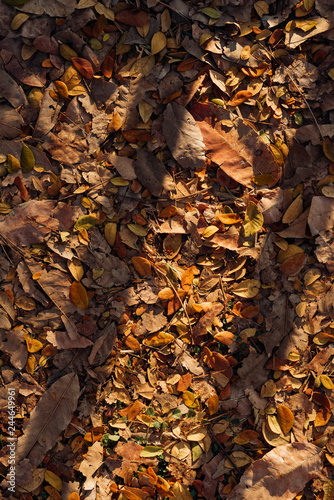 Dry leaves in fall season