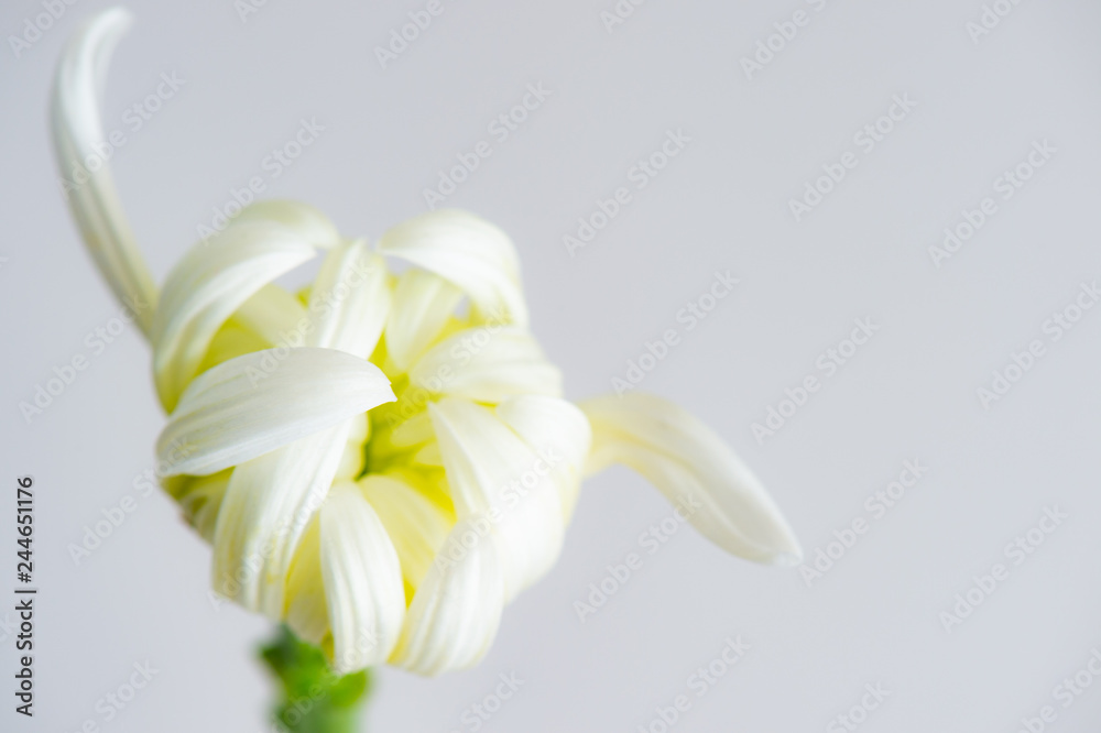 Obraz premium chrysanthemum