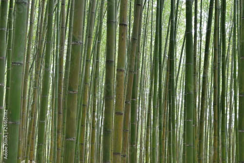 Fototapeta Naklejka Na Ścianę i Meble -  Bamboo Forest in Miaoli Tai'an Township, Taiwan