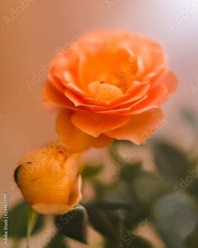 Beautiful yellow-orange roses close up with soft blur background