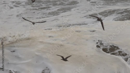 The Pacific Ocean. Swirling waves are on Pacific ocean after rain, Goat Rock Beach, Sonoma County, California winter. 