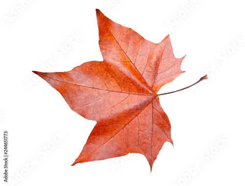 Maple leaf in autumn , Isolated on white background
