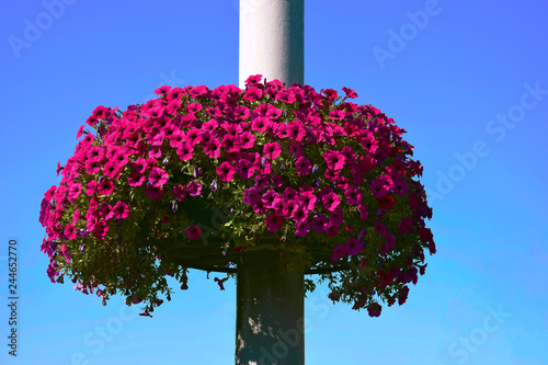  basket with purple petunias on a street pillar against a blue sky