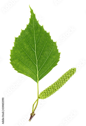 Green birch bud and leaf isolated on white background