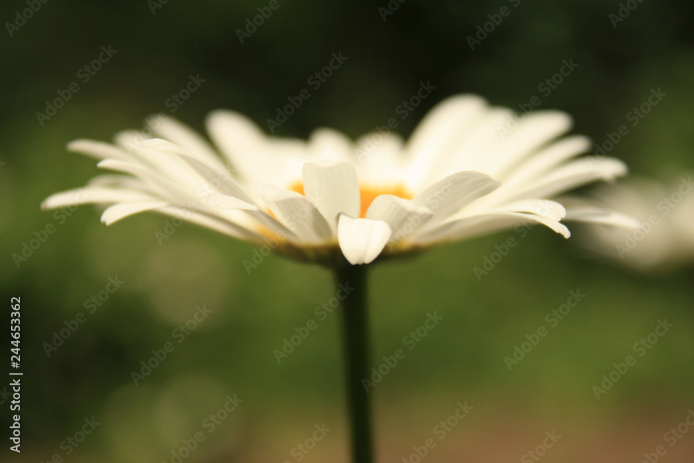 Chamomile in the garden