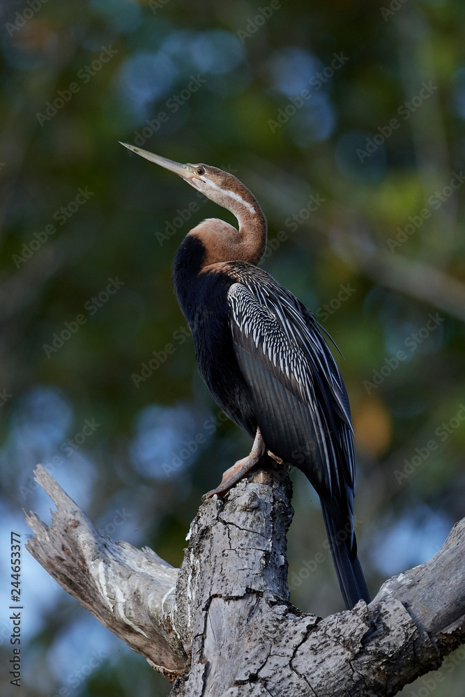 Fototapeta premium African darter (Anhinga rufa)