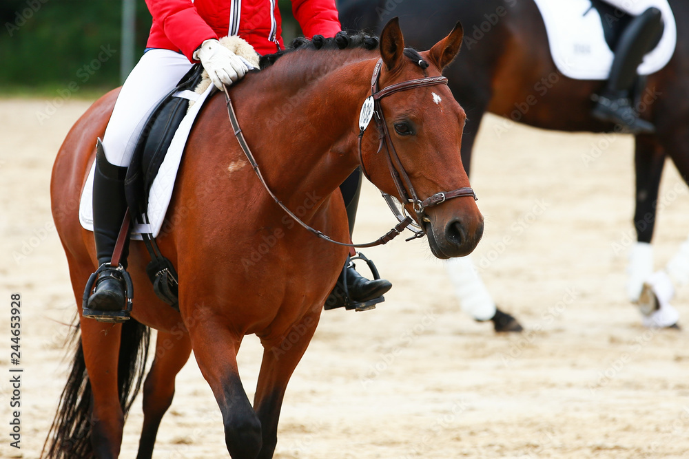 Dressage horse on stretcher in step relax relaxed rein from the hand chewing with rider in the neckline. Dressage horse on stretcher in step relax relaxed rein from the hand chewing with rider in the neckline.