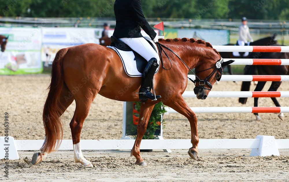 Dressage horse in the tournament, lesson, chewing reins out of hand.. Dressage horse in the tournament, lesson, chewing reins out of hand..