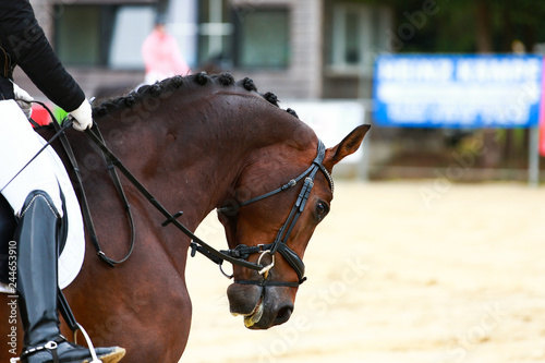 Horse dressage in closeup Head under the rider in the exam.. © RD-Fotografie