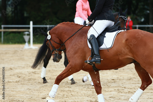 Dressage horse on the warm-up area with rider in the neckline.