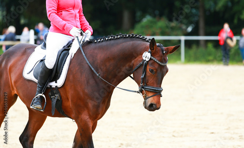 Dressage horse on stretcher in step relax relaxed rein from the hand chewing with rider in the neckline.