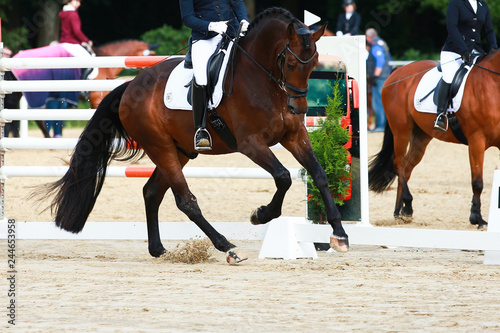 Dressage horse in the tournament in the Gallopp gait in the ascending phase..
