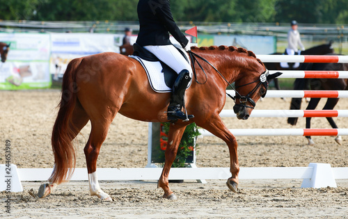 Dressage horse in the tournament, lesson, chewing reins out of hand.. © RD-Fotografie