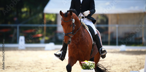 Dressage horse in the tournament, portrait head with locking strap under the rider in the gait Galopp with lowered head.