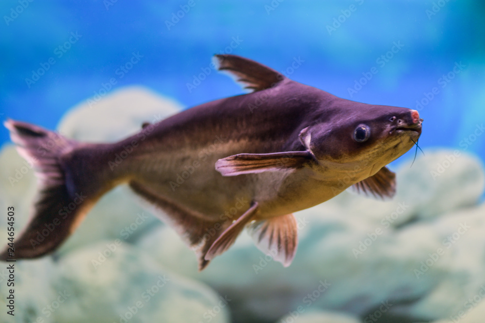 Pangasianodon hypophthalmus. Pangasius fish swims in a transparent ...