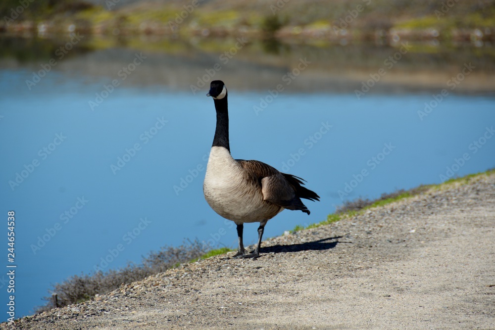 A Canada Goose walking near the water's edge. Canada geese will attack  people if they feel