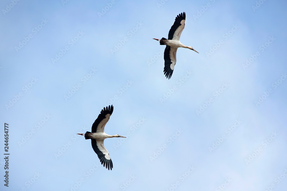 Wood Stork is flying in the sky Wood Stork is flying in the sky