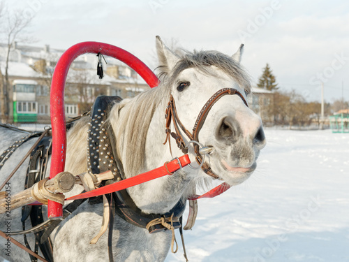 Fototapeta Naklejka Na Ścianę i Meble -  gray horse in harness close up outdoors in winter
