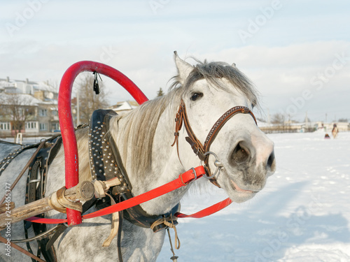 Fototapeta Naklejka Na Ścianę i Meble -  gray horse in harness close up outdoors in winter