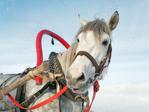 gray horse in harness close up outdoors in winter