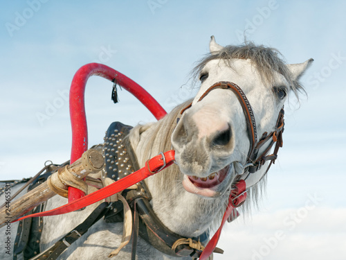 Fototapeta Naklejka Na Ścianę i Meble -  gray horse in harness close up outdoors in winter