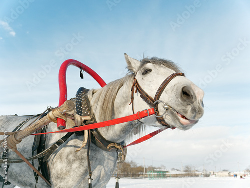 Fototapeta Naklejka Na Ścianę i Meble -  gray horse in harness close up outdoors in winter